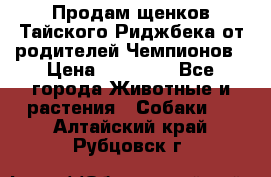 Продам щенков Тайского Риджбека от родителей Чемпионов › Цена ­ 30 000 - Все города Животные и растения » Собаки   . Алтайский край,Рубцовск г.